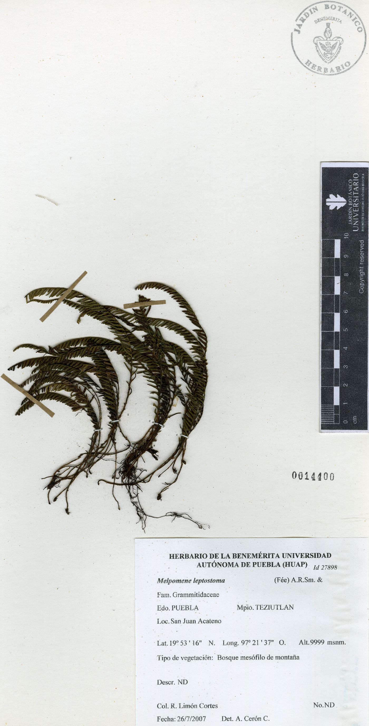 Melpomene leptostoma image