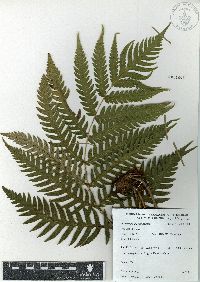 Woodwardia semicordata image