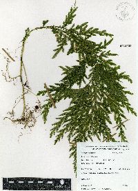 Selaginella stellata image