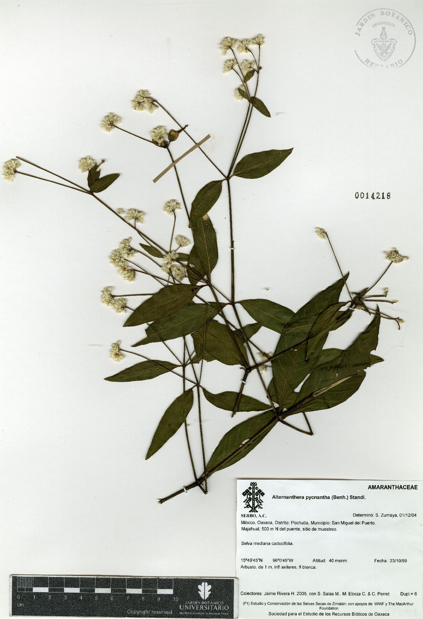 Alternanthera pycnantha image