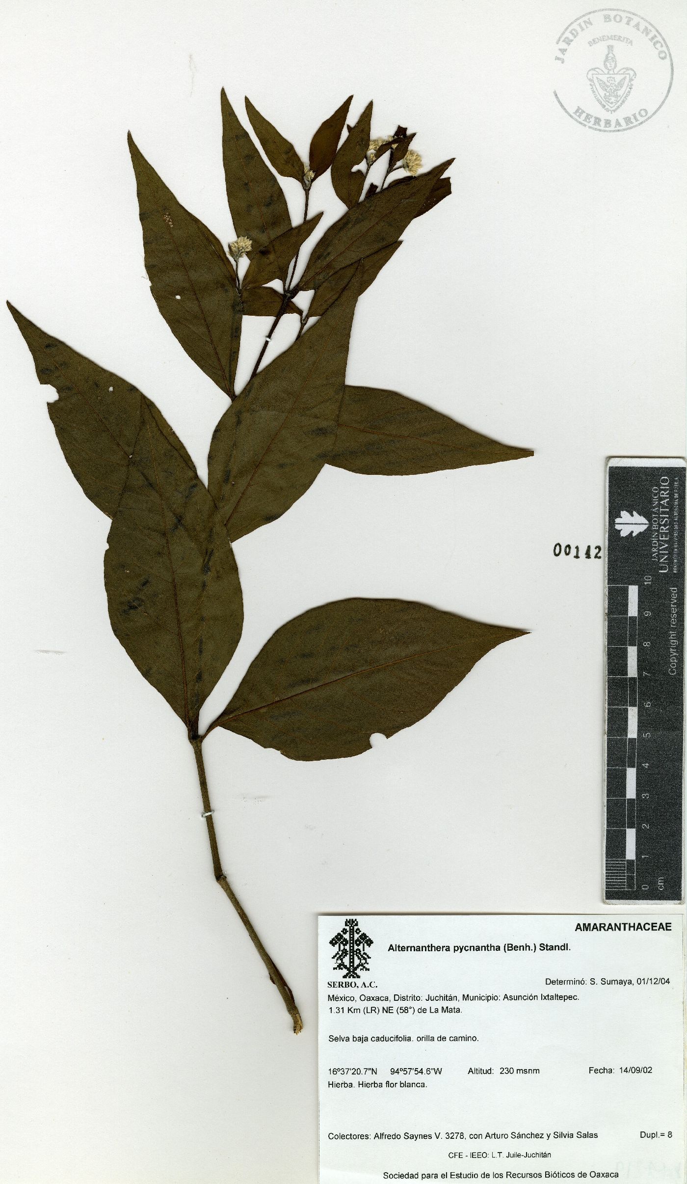 Alternanthera pycnantha image