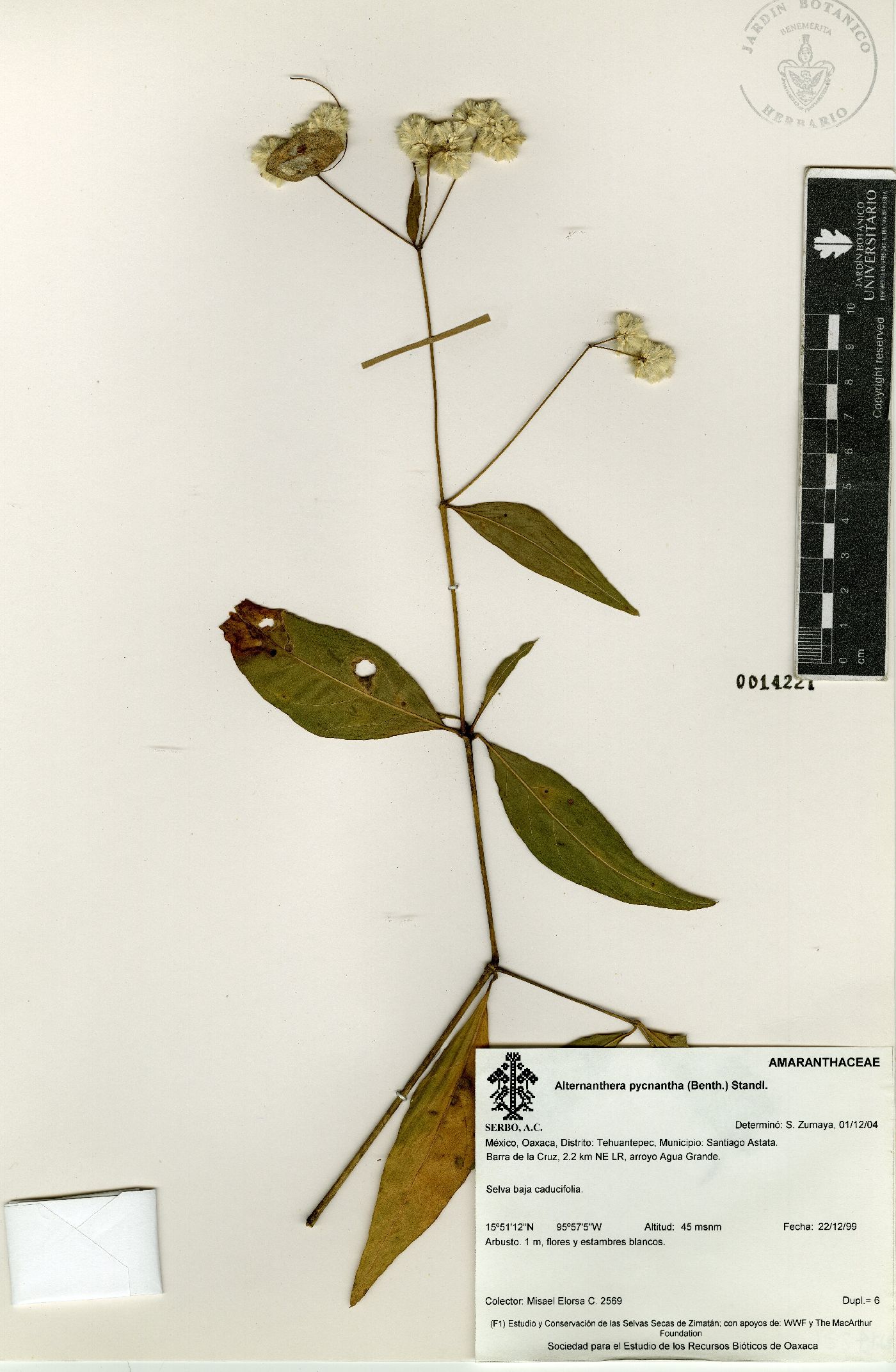 Alternanthera pycnantha image