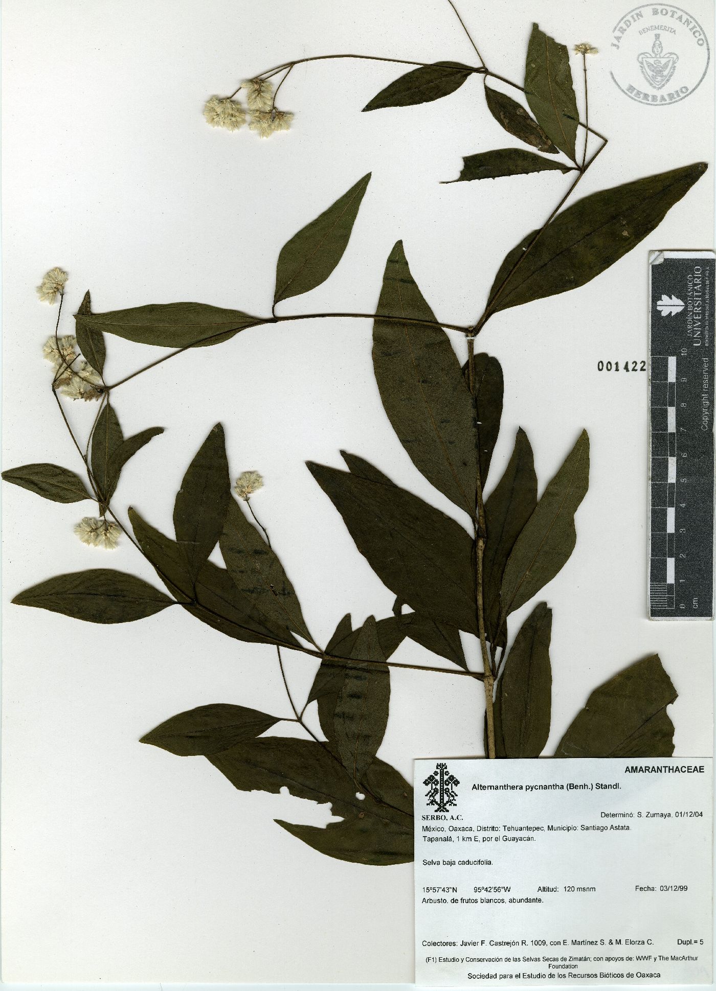 Alternanthera pycnantha image