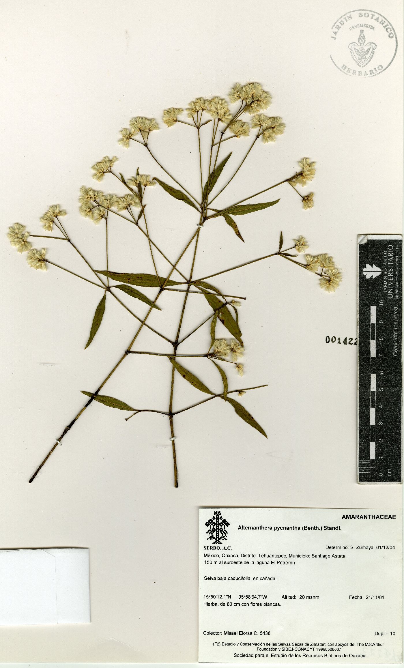Alternanthera pycnantha image