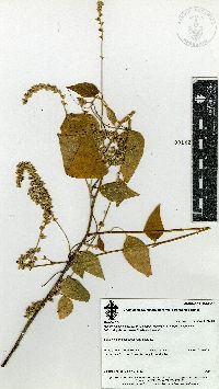 Chamissoa acuminata image