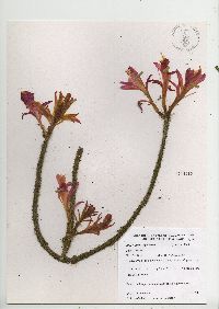 Aporocactus flagelliformis image