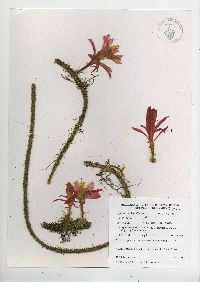 Aporocactus flagelliformis image