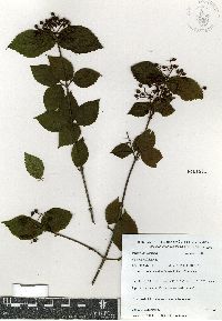 Viburnum ciliatum image
