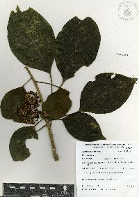 Dendropanax arboreus image