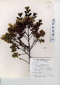 Baccharis conferta image