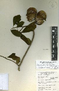 Tabernaemontana glabra image