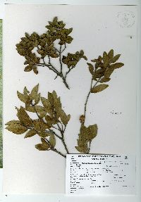 Quercus depressa image