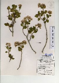 Ageratina tomentella image