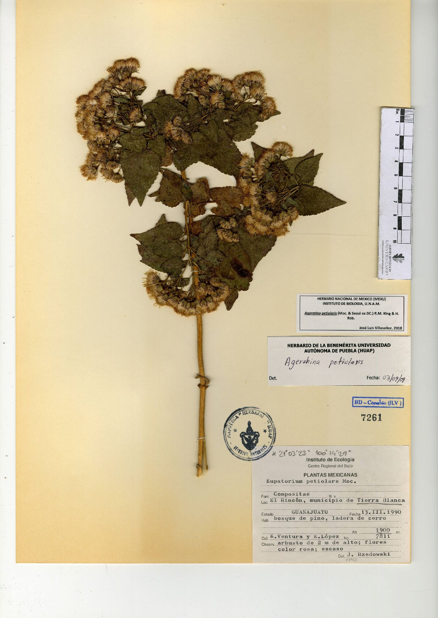 Ageratina petiolaris image