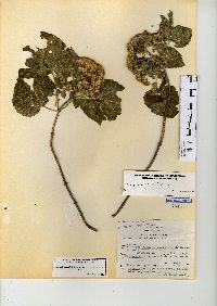 Ageratina petiolaris image