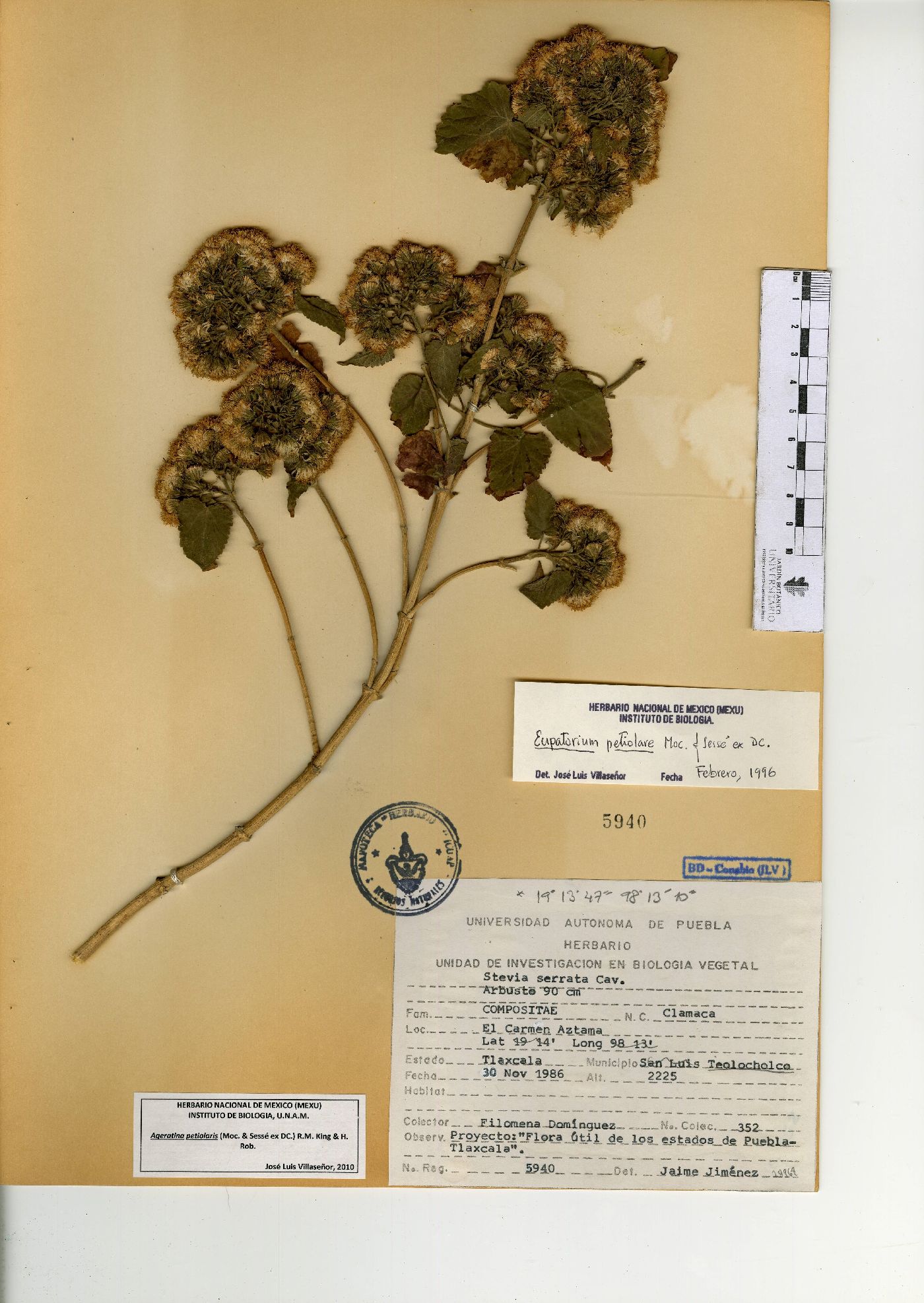 Ageratina petiolaris image