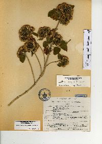 Ageratina petiolaris image