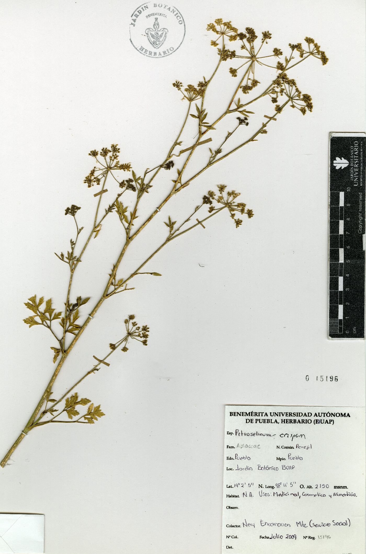 Petroselinum crispum image