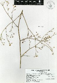 Image of Donnellsmithia mexicana