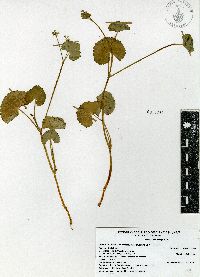 Micropleura renifolia image