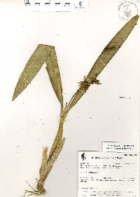 Prosthechea trulla image