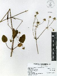 Image of Eryngium ghiesbreghtii