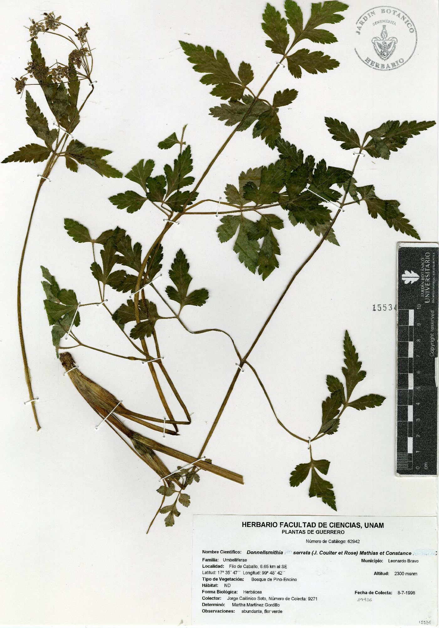 Donnellsmithia serrata image