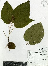 Chamissoa acuminata var. swansonii image