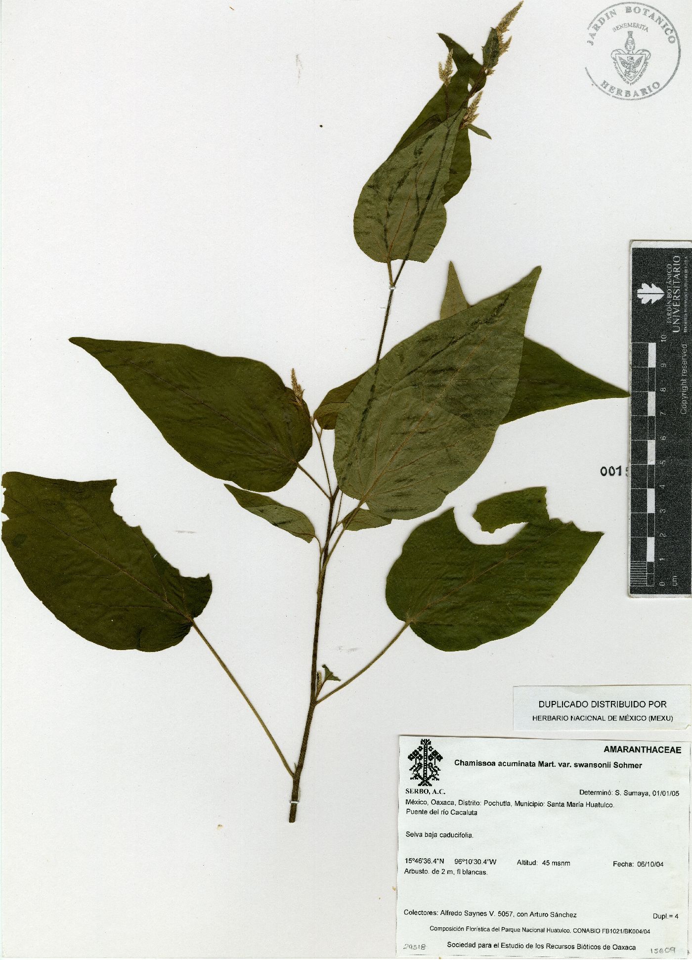 Chamissoa acuminata image