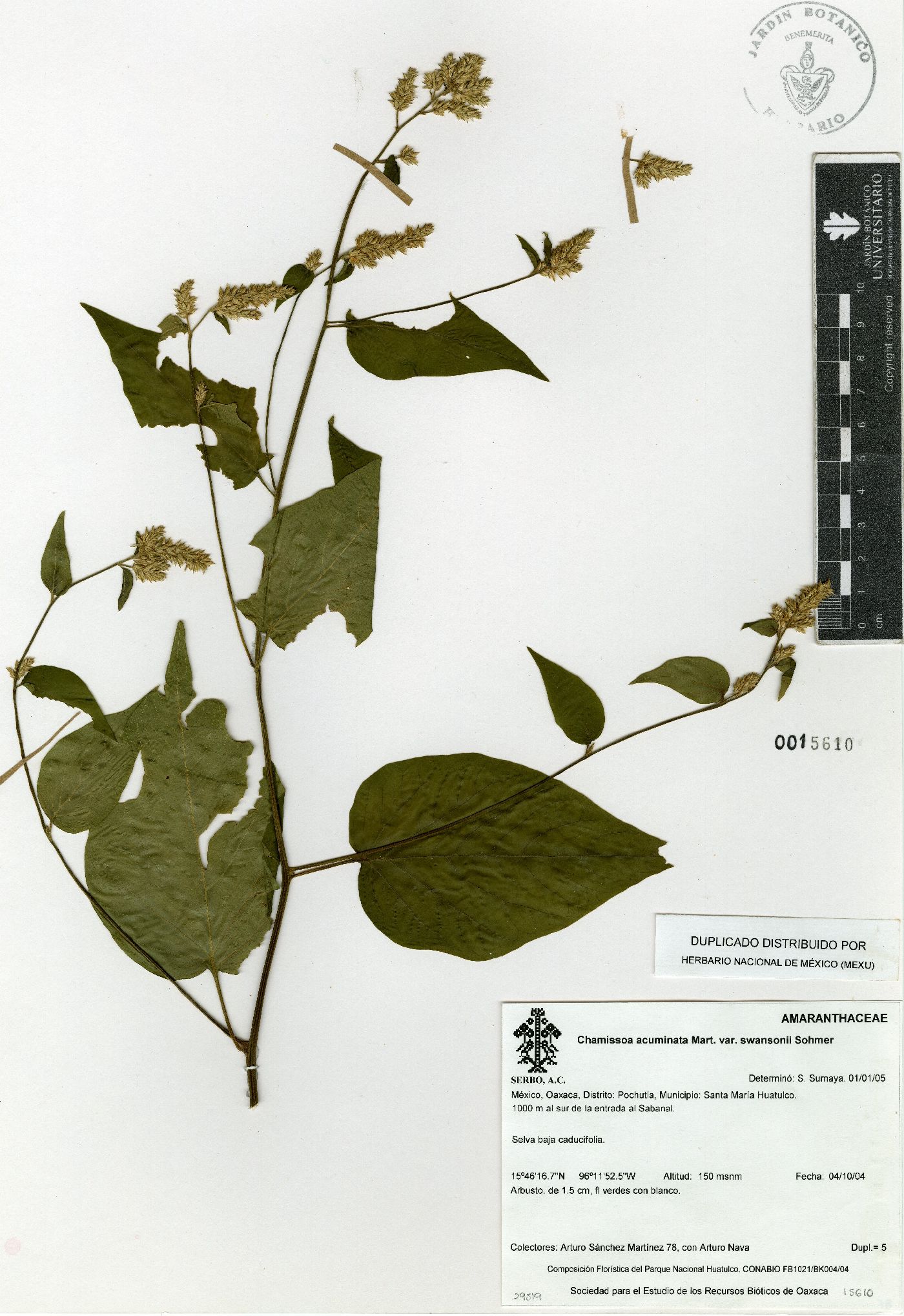 Chamissoa acuminata var. swansonii image