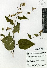 Chamissoa acuminata image