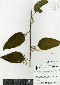 Chamissoa altissima image