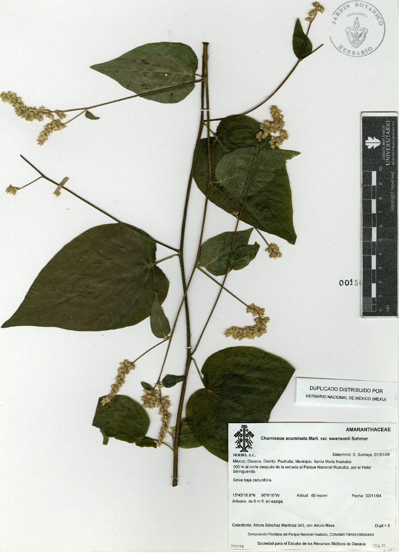 Chamissoa acuminata image