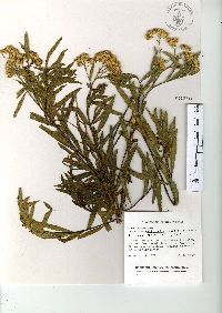 Baccharis salicifolia image