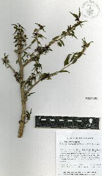 Talayotea trachyantha image