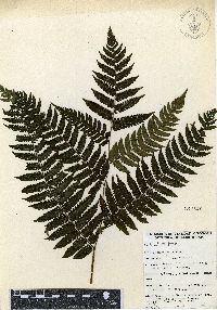 Cyathea fulva image