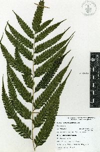 Pteris orizabae image