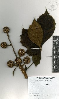 Oreopanax echinops image