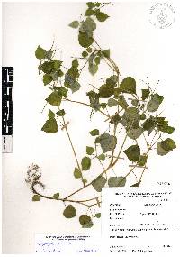 Peperomia pellucida image