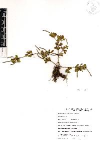 Peperomia quadrifolia image