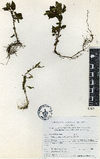 Amaranthus acutilobus image