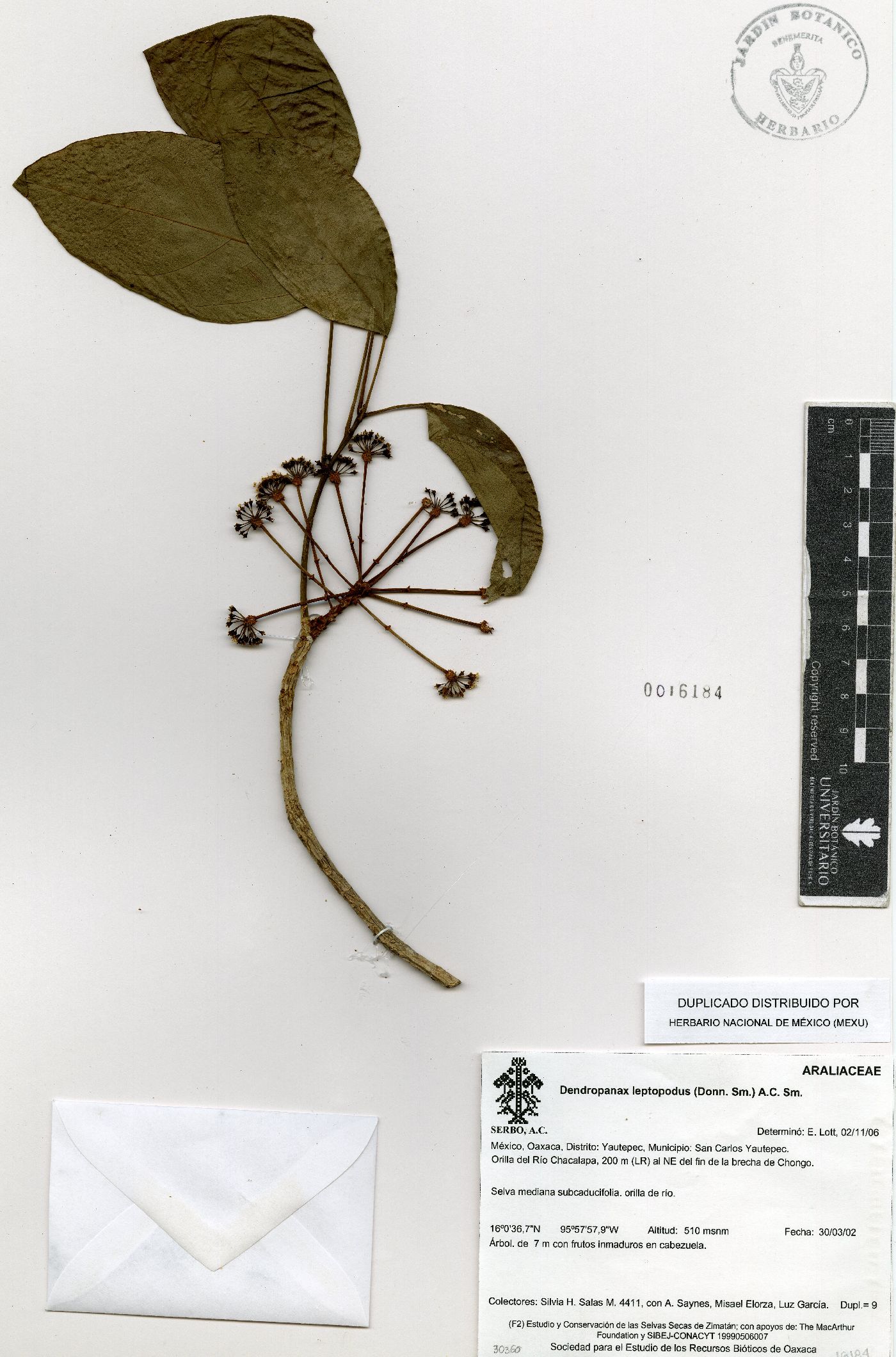 Dendropanax leptopodus image