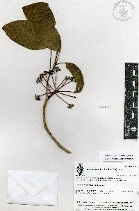 Dendropanax leptopodus image