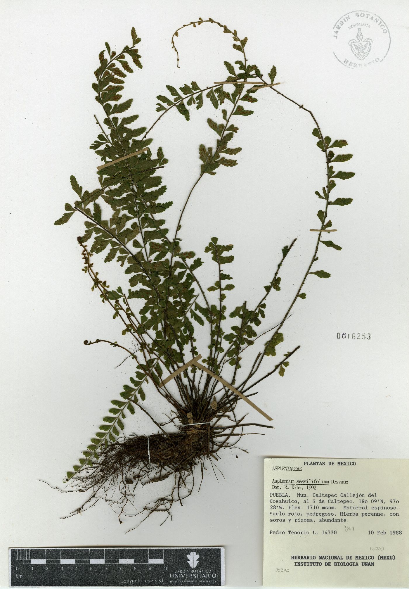 Asplenium sessilifolium image