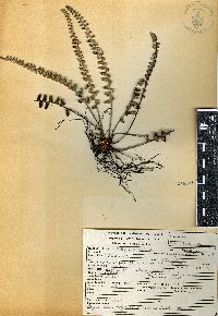 Astrolepis crassifolia image