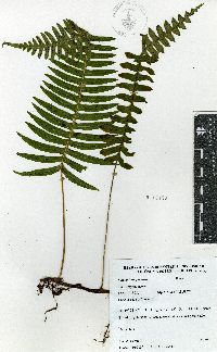 Serpocaulon falcaria image