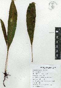 Elaphoglossum sartorii image