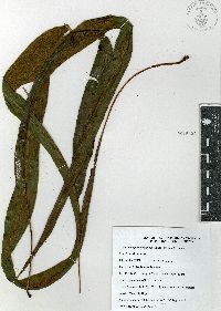 Elaphoglossum vestitum image