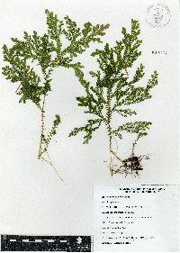 Selaginella stellata image