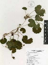 Hydrocotyle mexicana image